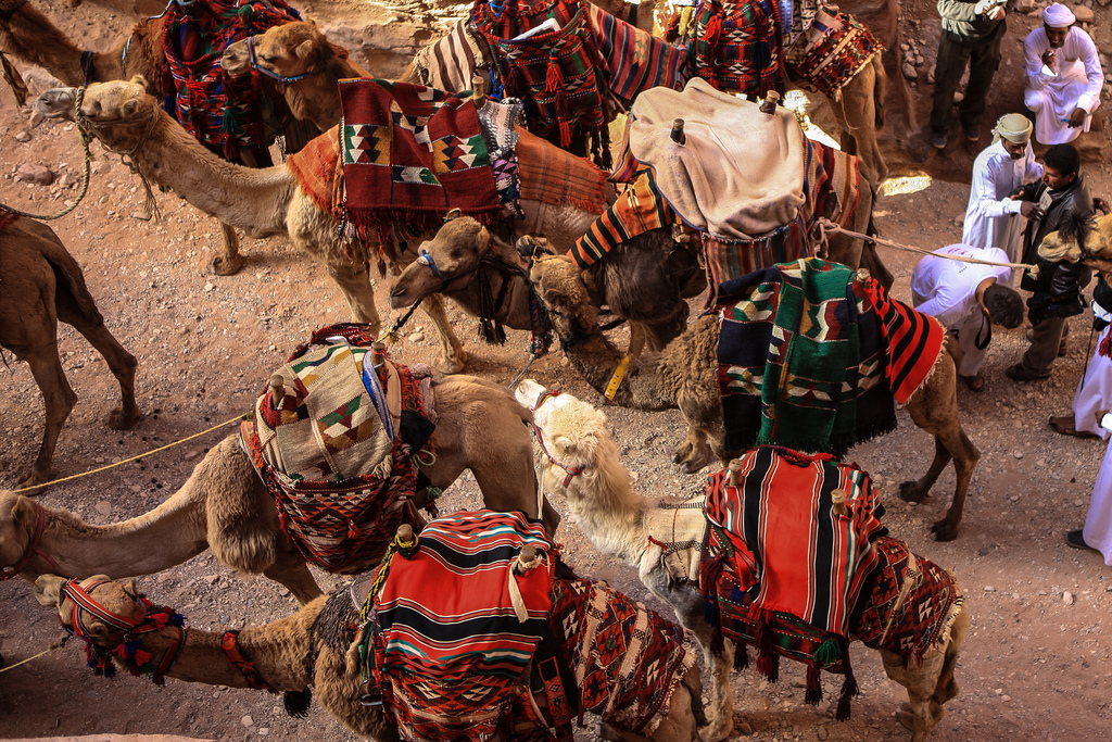 Carava de camellos